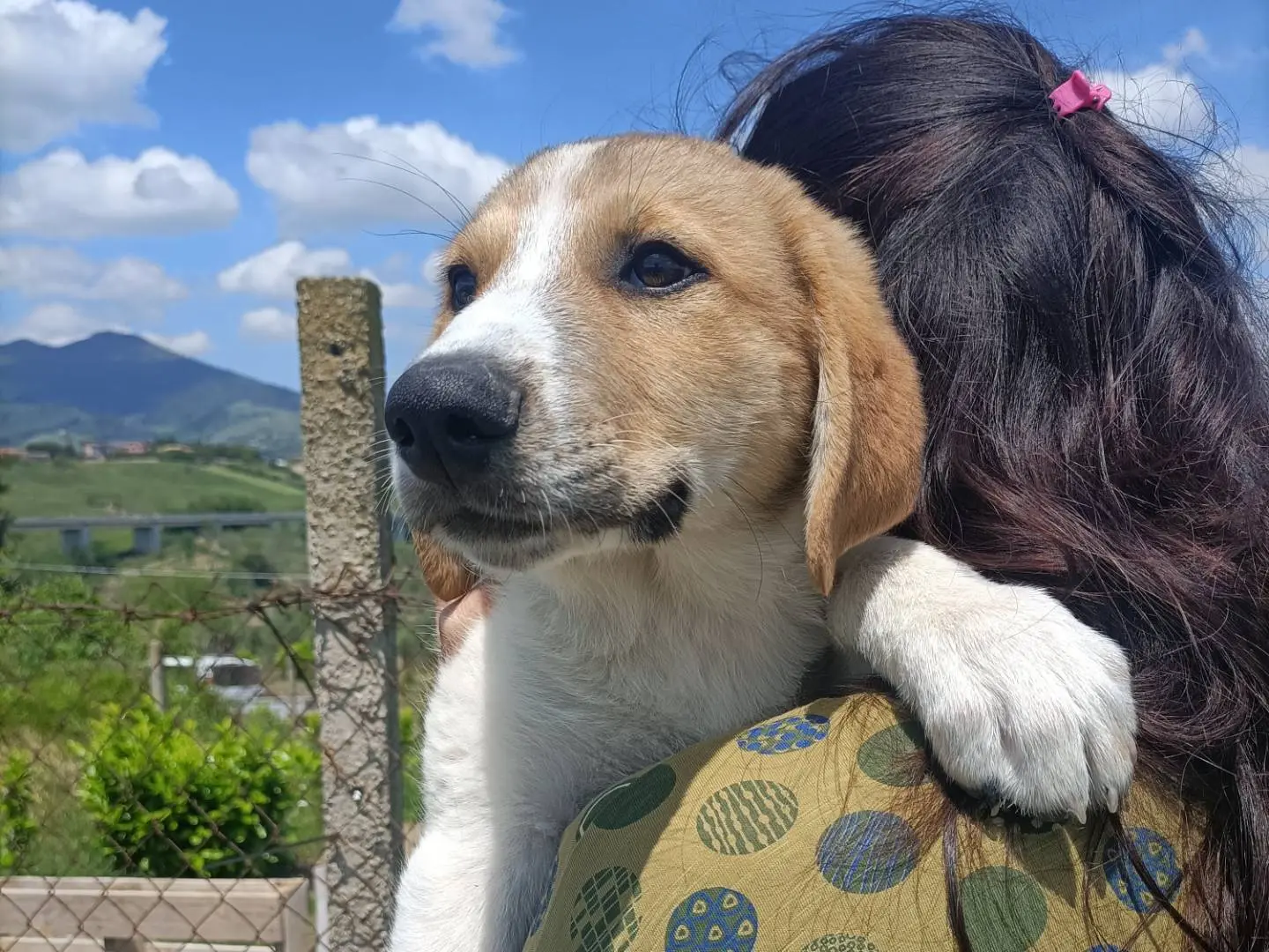 Adotta un cane, maschio, 7 mesi, Potenza