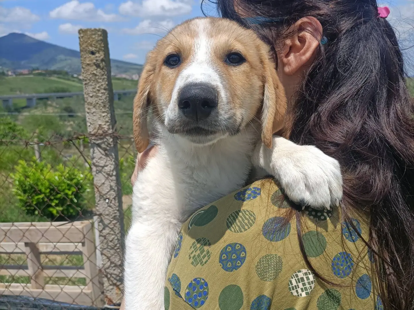 Adozione cane, maschio, Razza sconosciuta Razza sconosciuta, 7 mesi, taglia media, Potenza