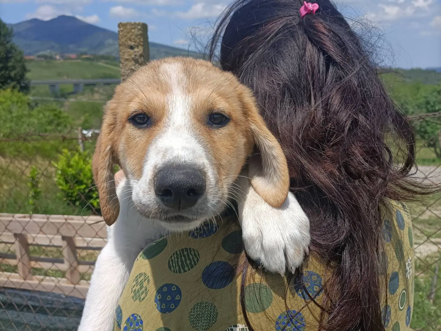 Vuoi adottare un cane a Potenza?