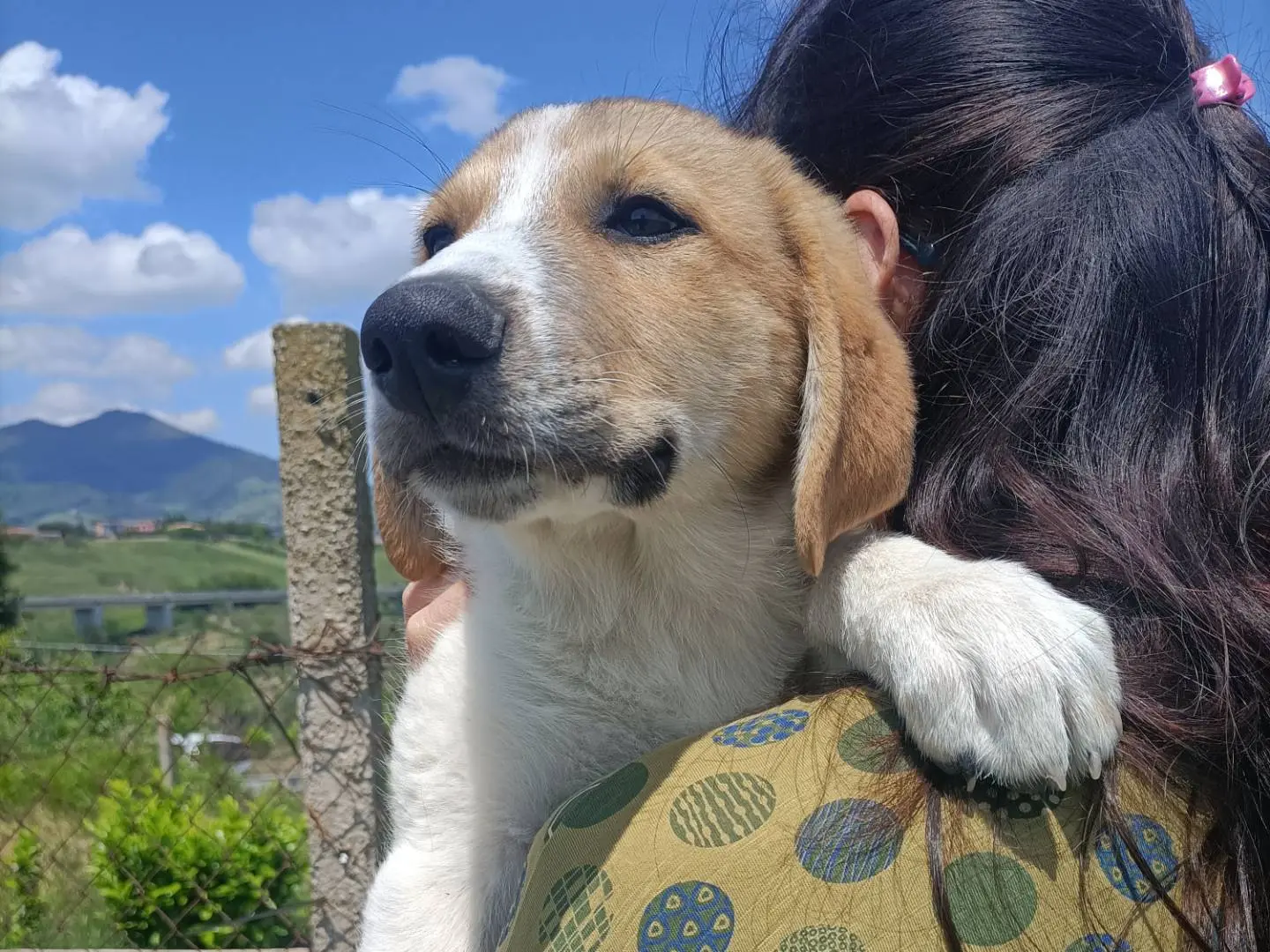 Adotta un cane, taglia media, maschio, Potenza