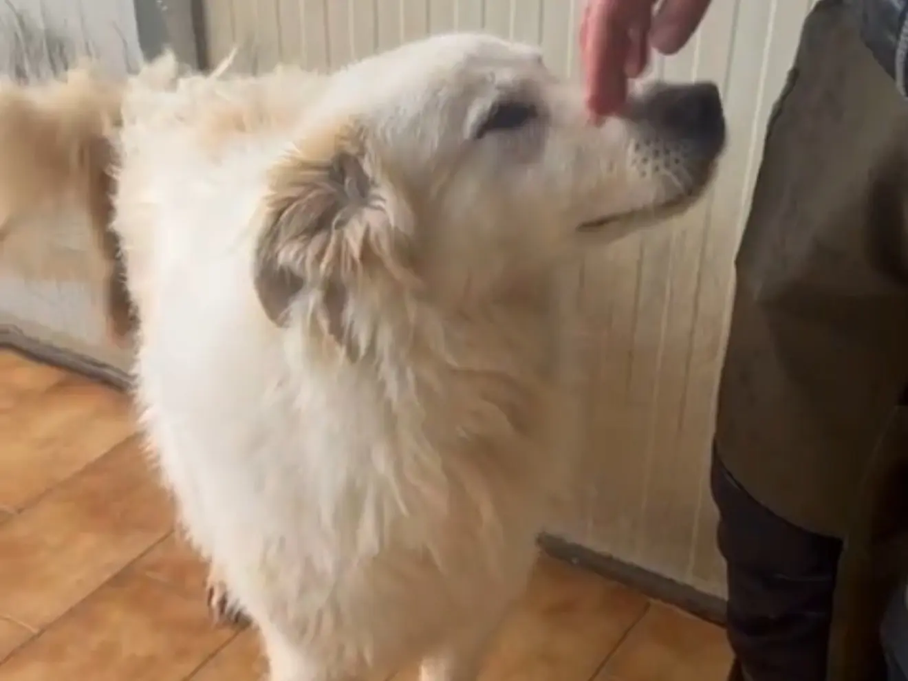 Adozione cane, maschio, Razza sconosciuta Razza sconosciuta, 5 anni e 8 mesi, taglia grande, Latina