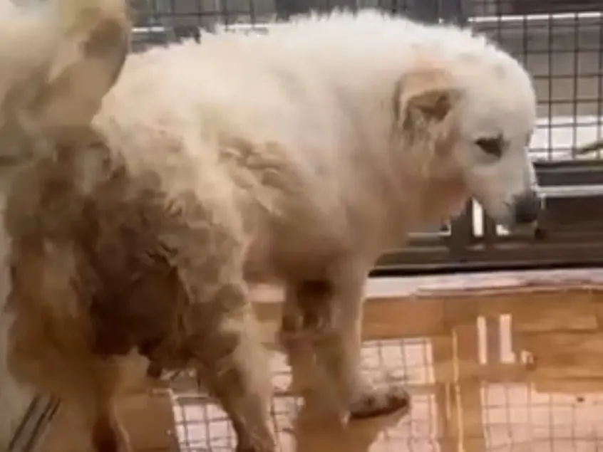 Vuoi adottare un cane a Latina?