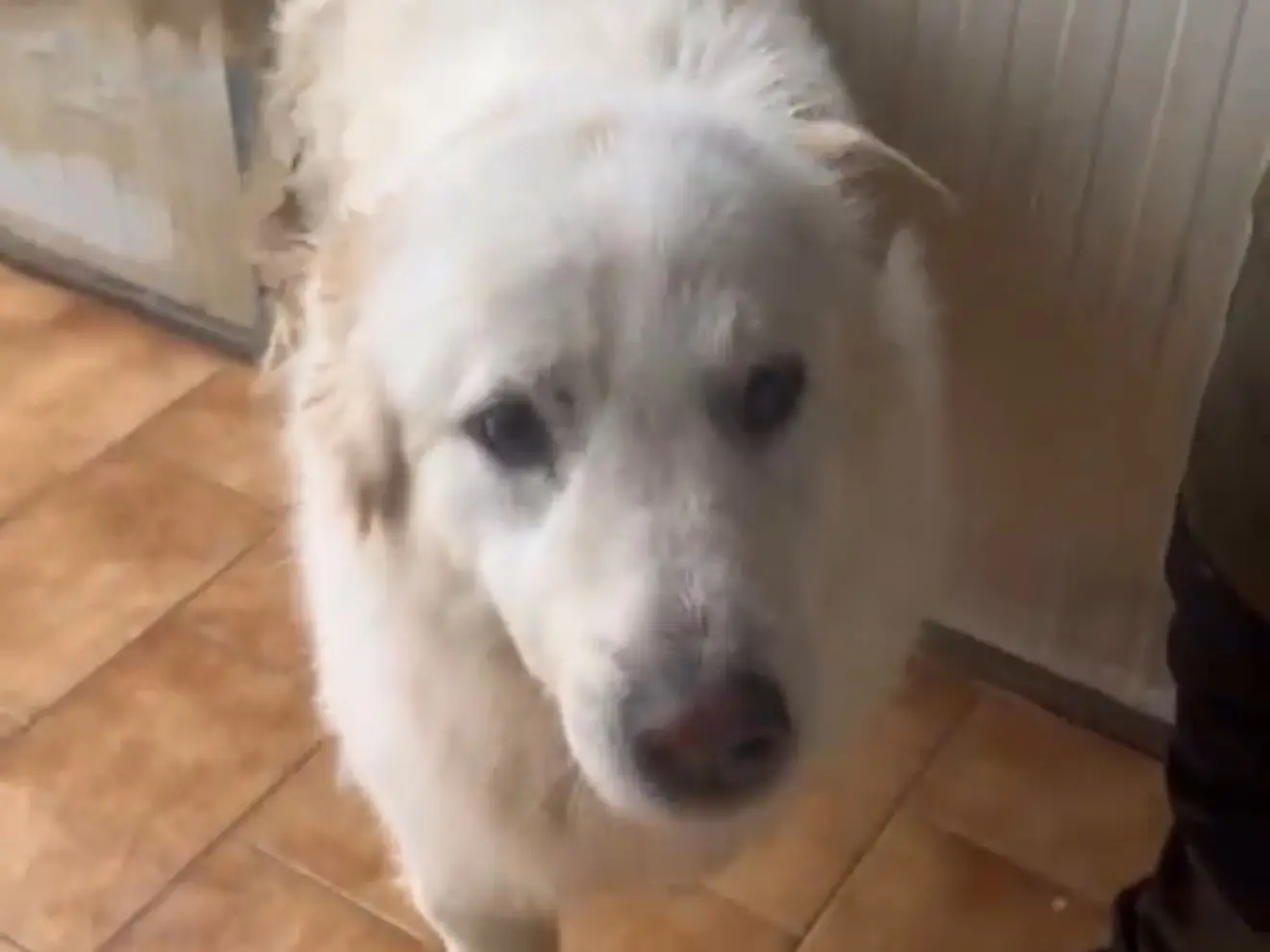 Adotta un cane, maschio, 5 anni e 8 mesi, Latina
