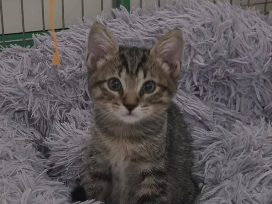 Adozione gatto, maschio, Razza sconosciuta Razza sconosciuta, 1 mese, taglia non valida, Livorno