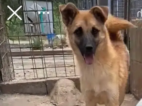Adotta un cane, femmina, 1 anno e 11 mesi, Vibo