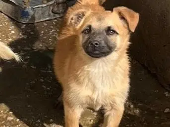 Adozione cane, femmina, Razza sconosciuta Razza sconosciuta, 1 anno e 11 mesi, taglia media contenuta, Vibo
