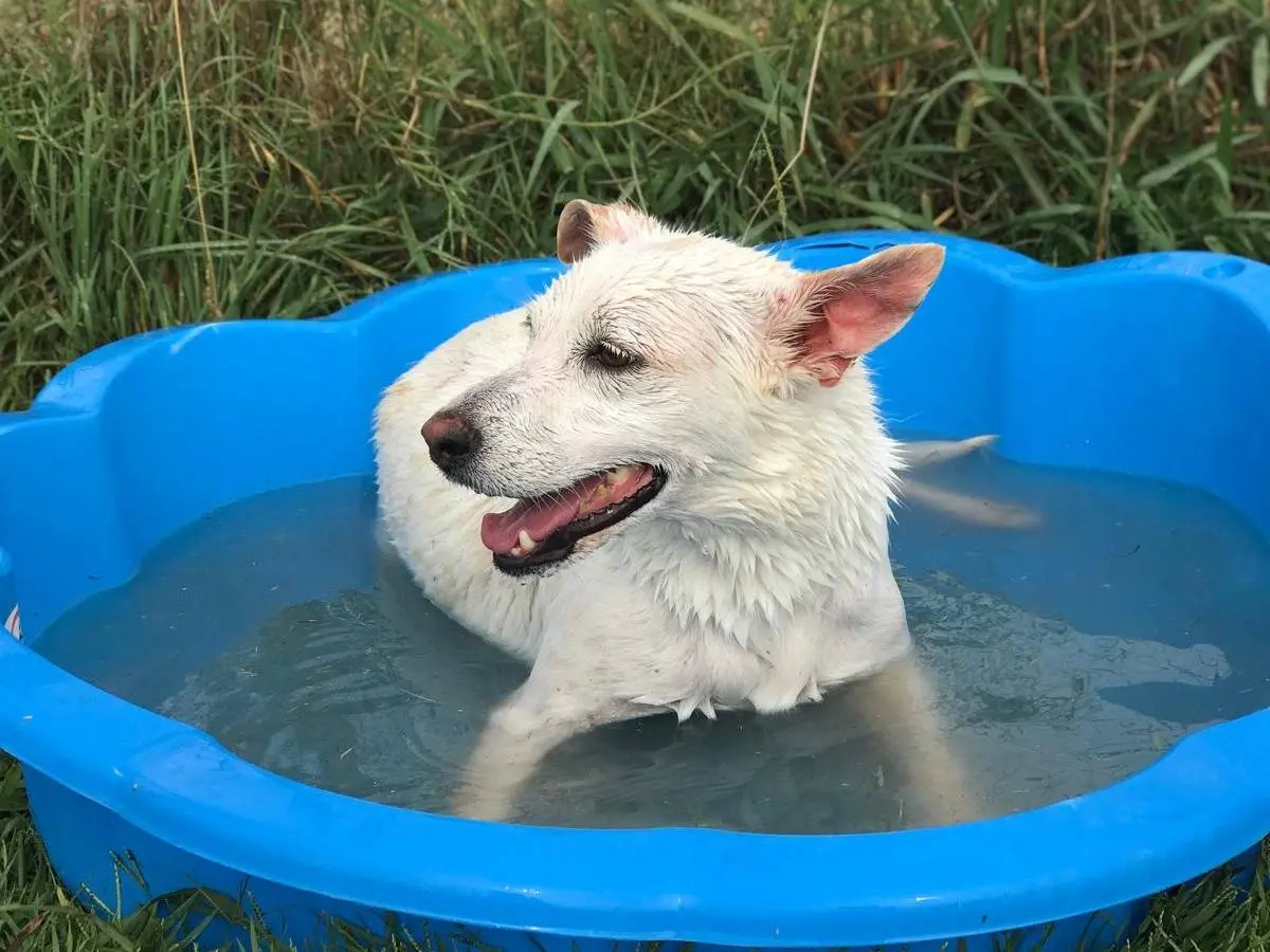 Vuoi adottare un cane a Latina?