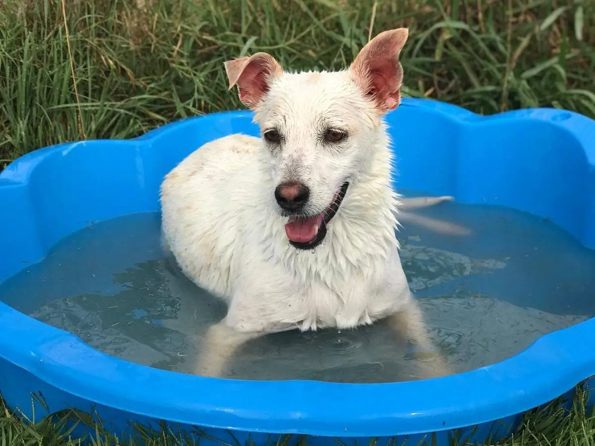 Adozione cane, femmina, meticcio, 7 anni e 5 mesi, taglia media contenuta, Latina