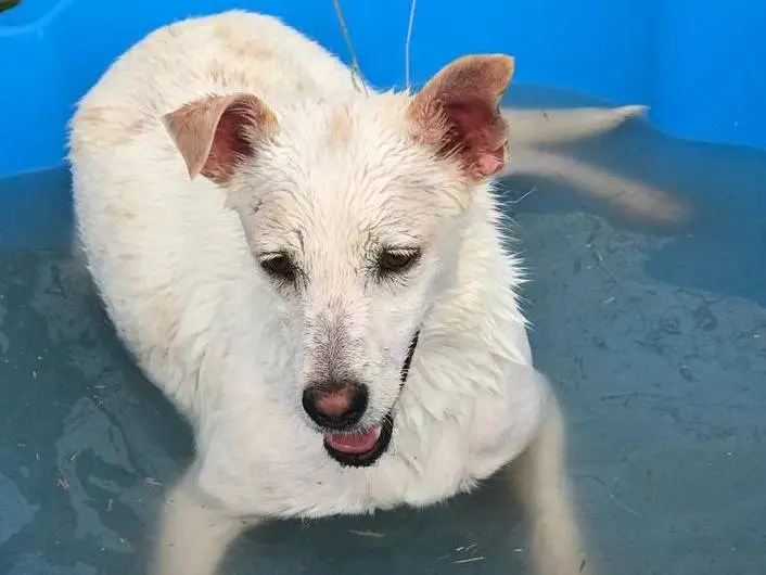 Adotta il cane TILLA a Latina