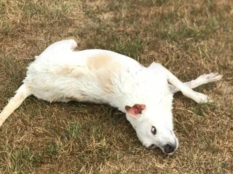 Adotta un cane, taglia media contenuta, femmina, Latina