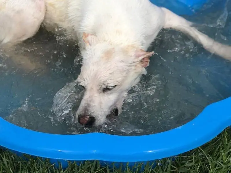 Adotta un cane, femmina, 7 anni e 5 mesi, Latina