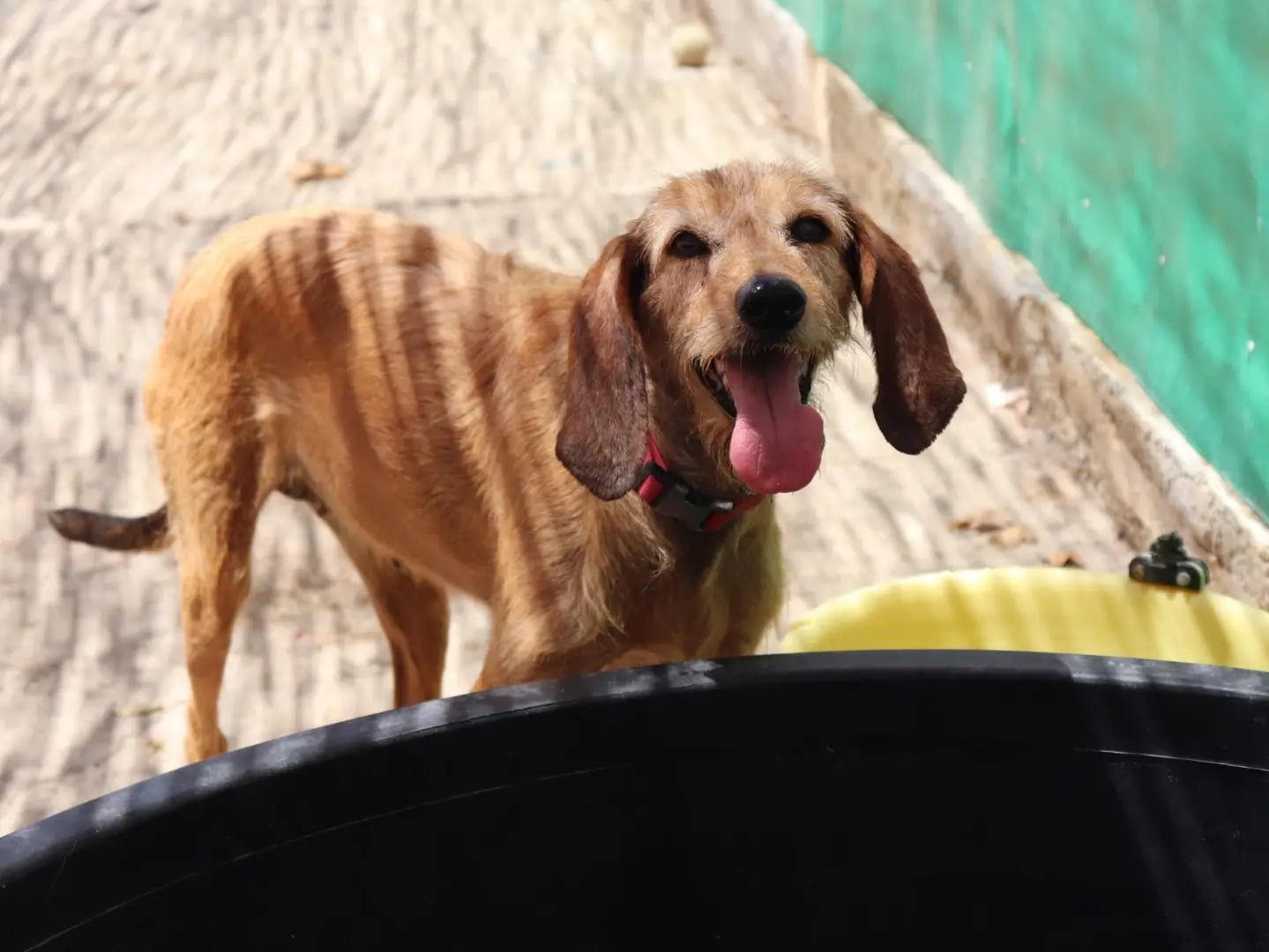 Adotta un cane, femmina, 4 anni e 5 mesi, Sud