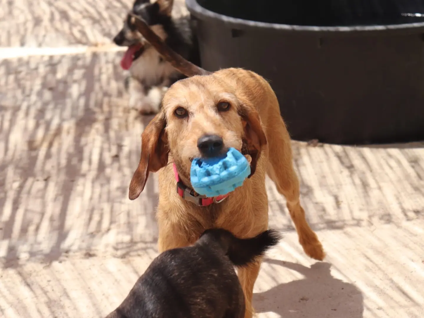 Adozione cane, femmina, Razza sconosciuta Razza sconosciuta, 4 anni e 5 mesi, taglia media contenuta, Sud