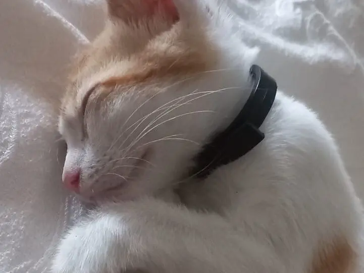 Adotta un gatto, maschio, 1 anno e 3 mesi, Catania