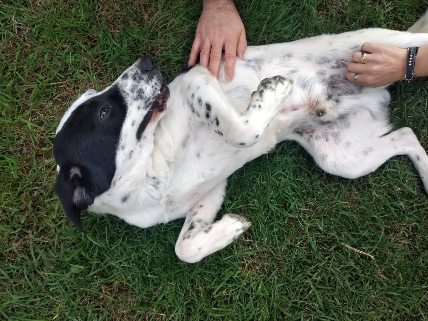 Adotta un cane, maschio, 1 anno e 8 mesi, Bologna