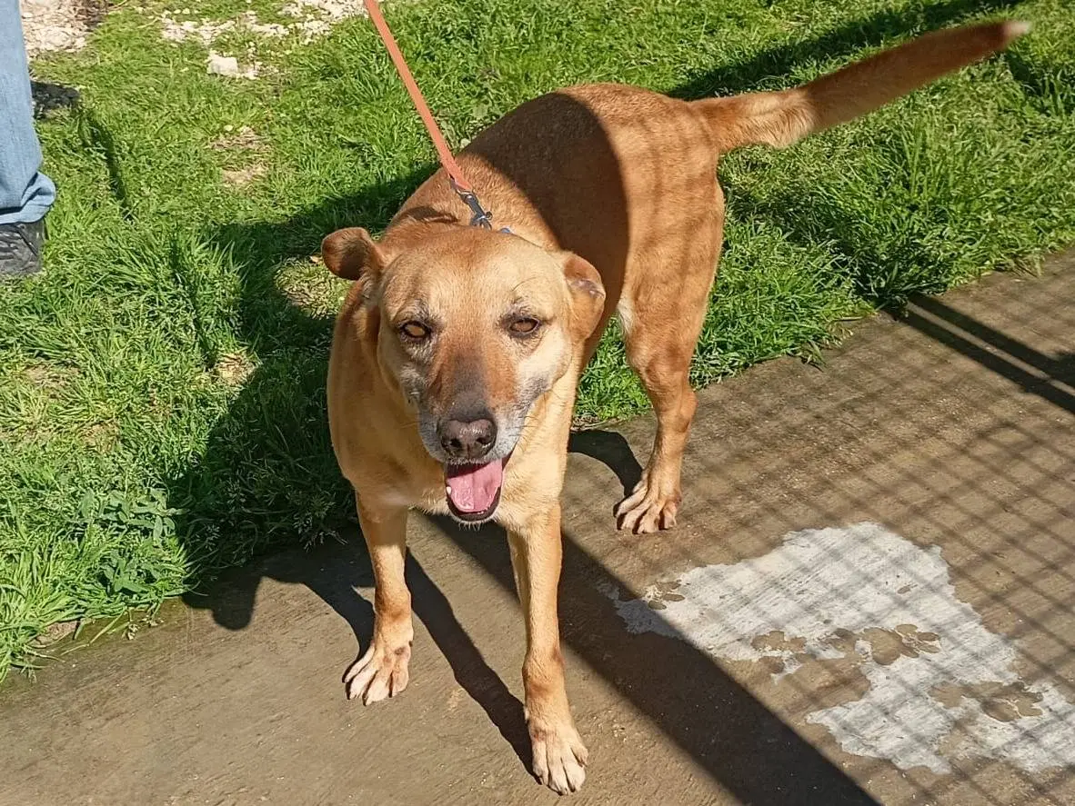 Adotta un cane, maschio, 4 anni e 11 mesi, Trapani