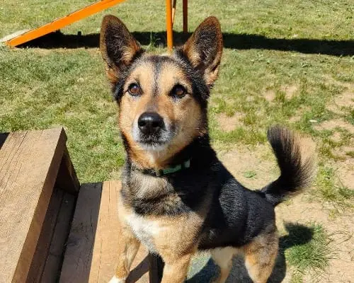 Adotta un cane, taglia media contenuta, maschio, Genova