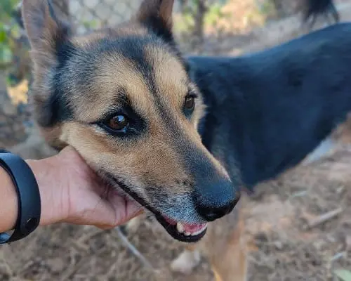 Adotta un cane, maschio, 13 anni e 4 mesi, Genova