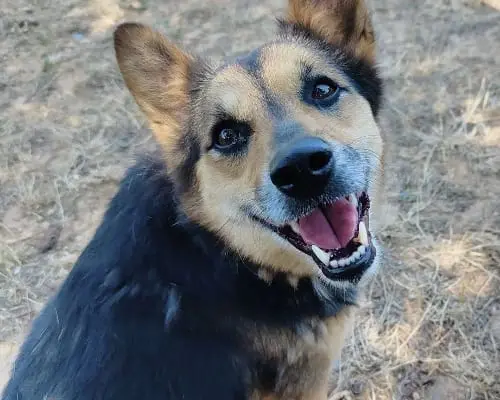 Adozione cane, maschio, meticcio, 13 anni e 4 mesi, taglia media contenuta, Genova