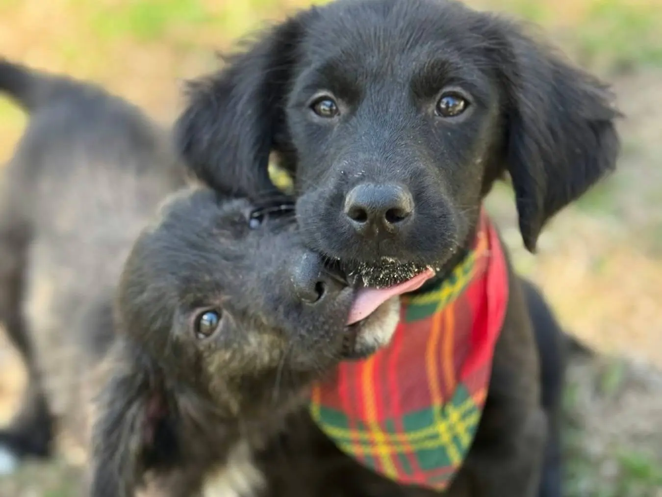 Adozione cane, femmina, Razza sconosciuta Razza sconosciuta, 4 mesi, taglia media contenuta, Firenze