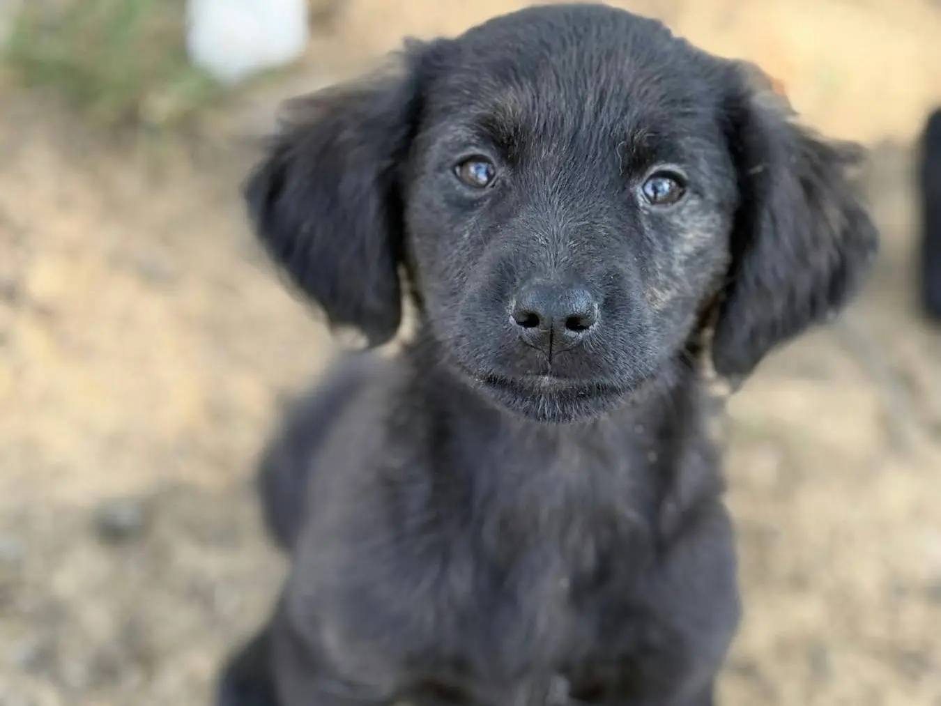 Adotta un cane, femmina, 4 mesi, Firenze
