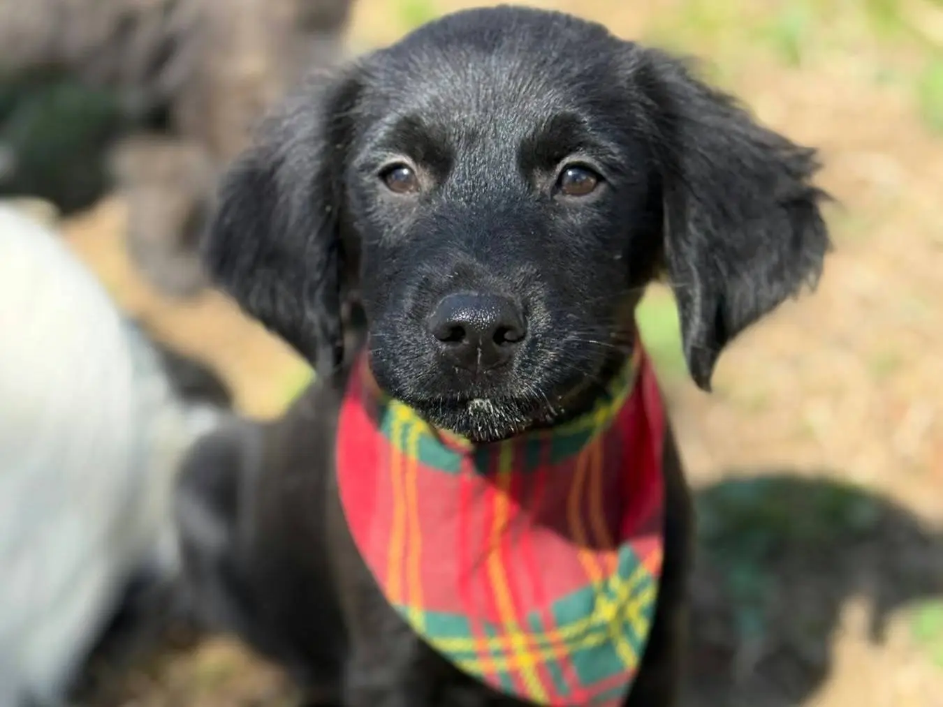 Adotta un cane, taglia media contenuta, femmina, Firenze