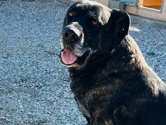 Adotta un cane, maschio, 11 anni e 4 mesi, Matera