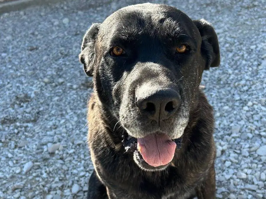Adozione cane, maschio, Corso Razza sconosciuta, 11 anni e 4 mesi, taglia gigante, Matera