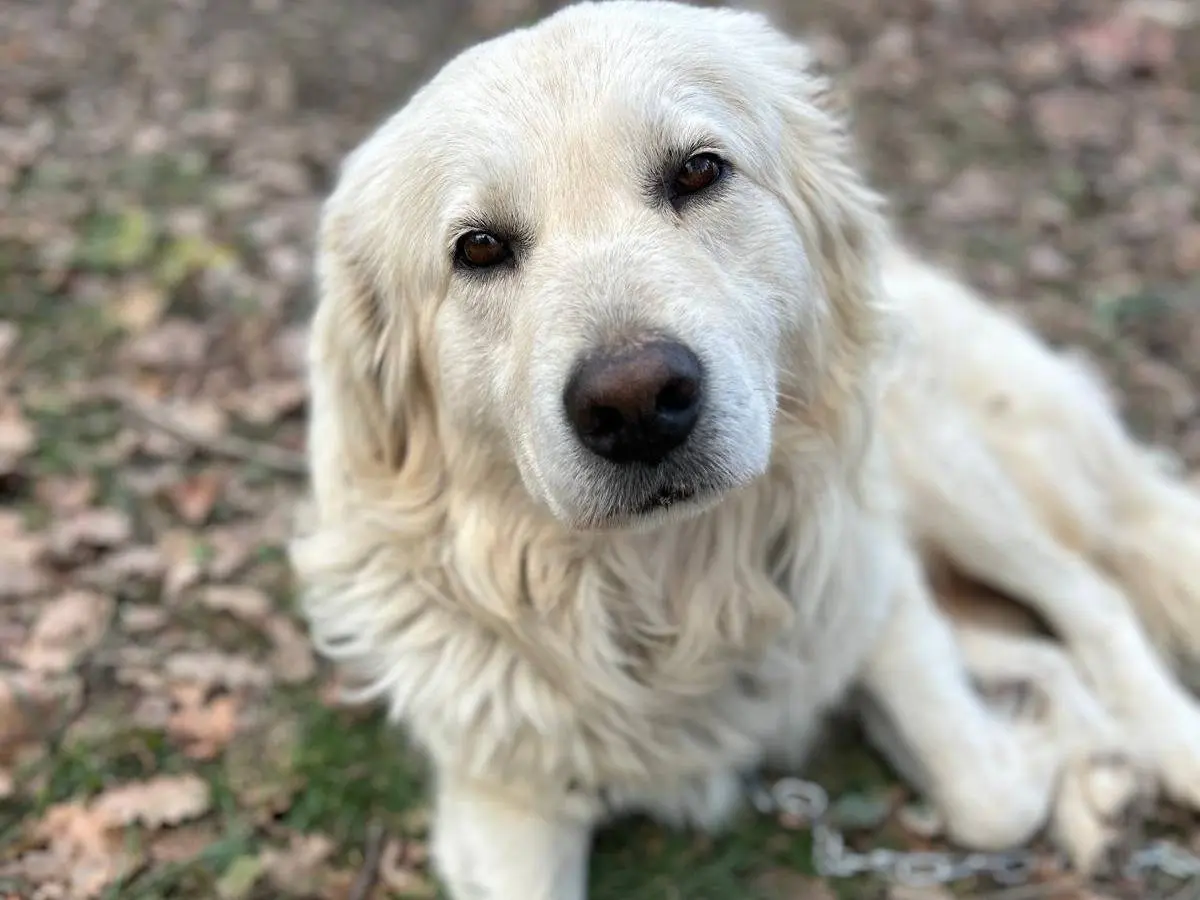 Adotta un cane, maschio, 3 anni e 8 mesi, Chieti