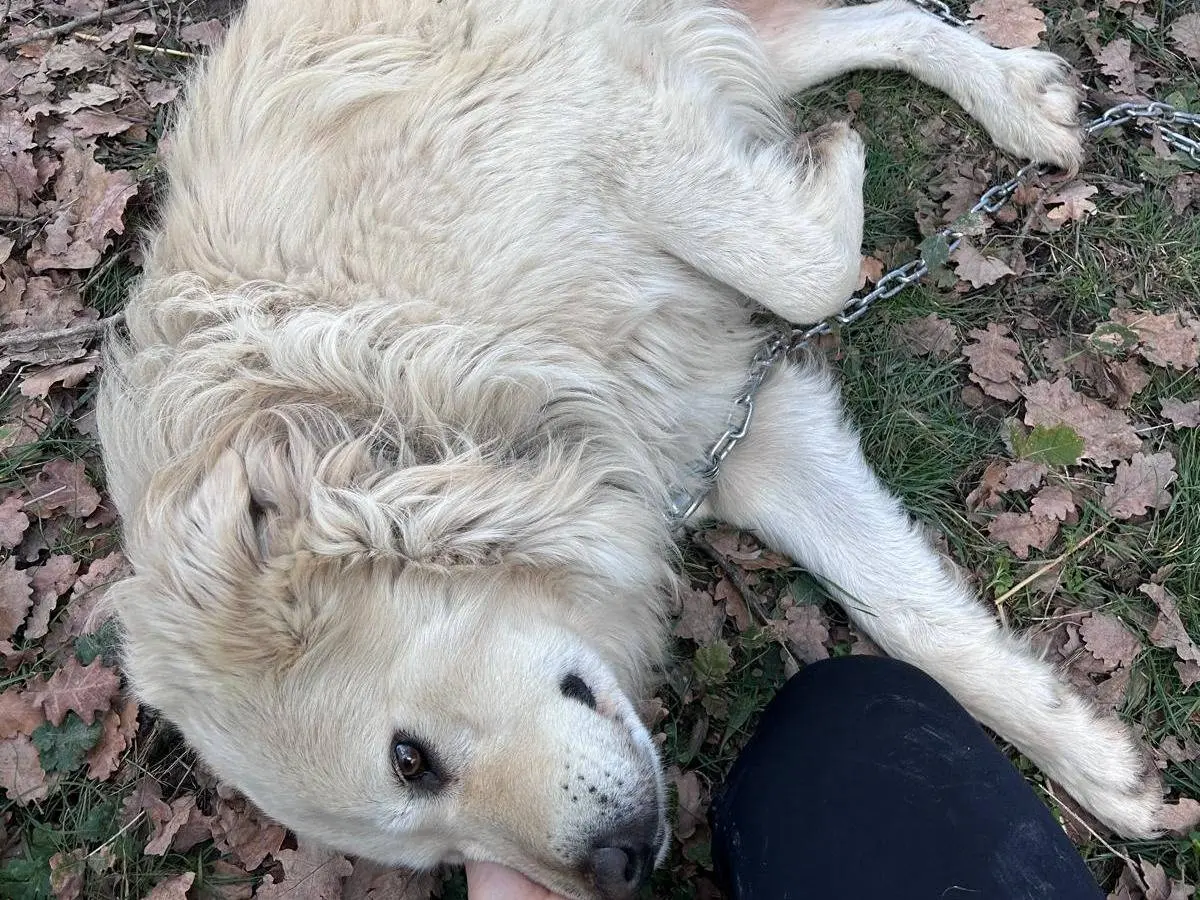 Vuoi adottare un cane a Chieti?