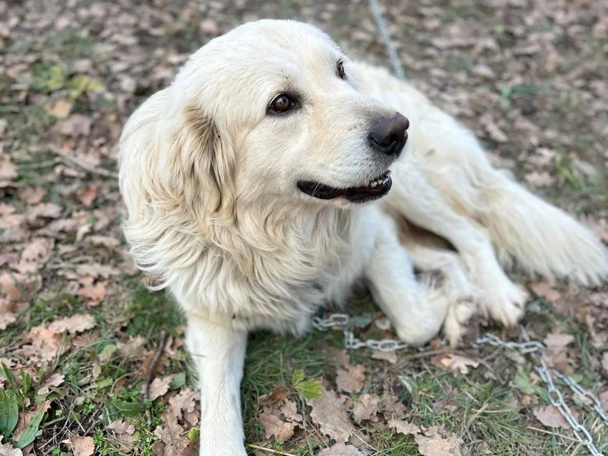 Adotta un cane, taglia gigante, maschio, Chieti