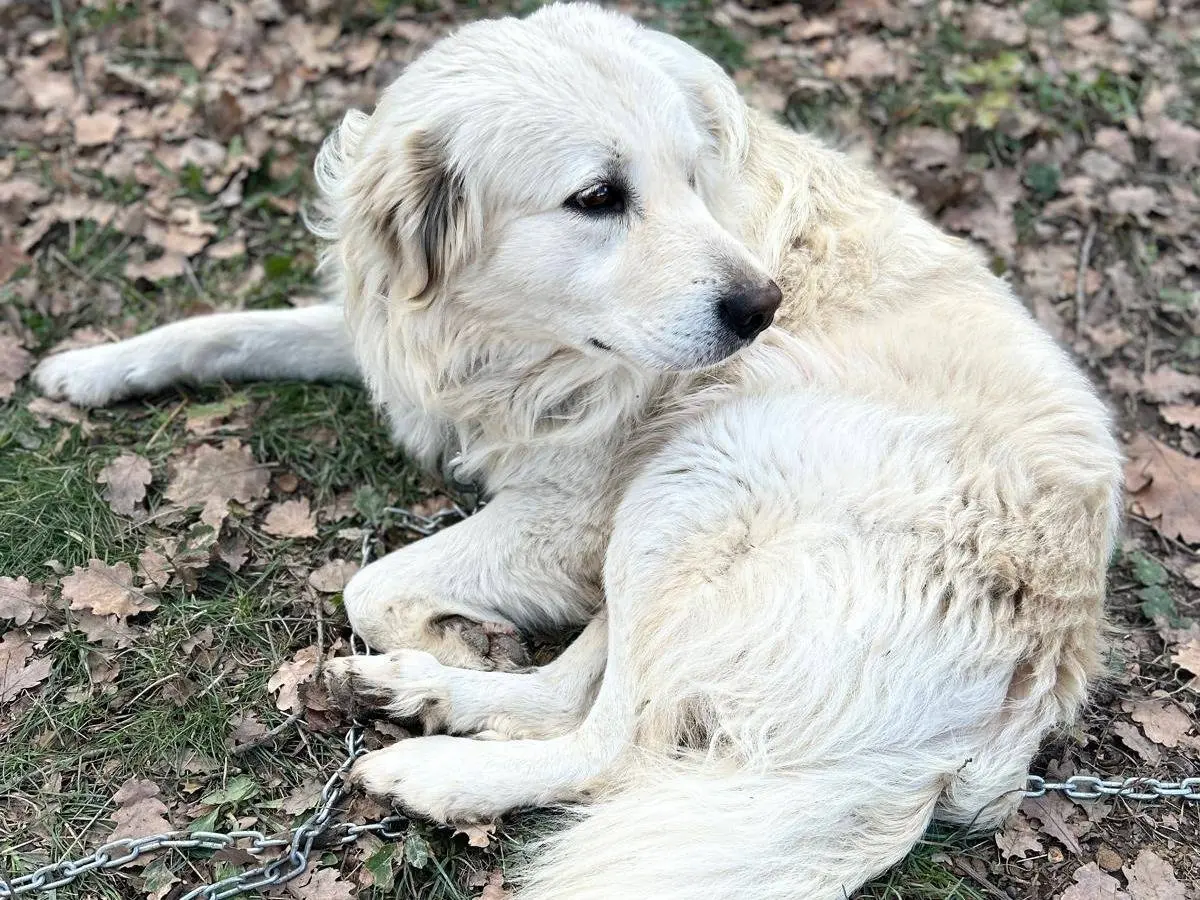 Adotta il cane Fiocco a Chieti