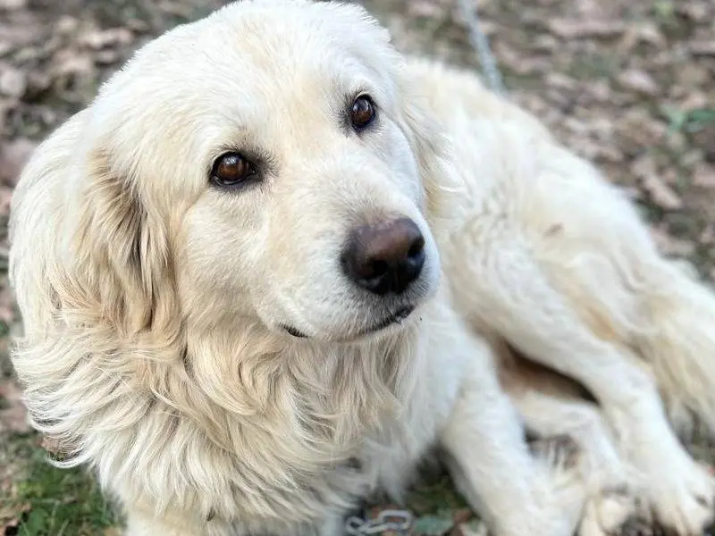 Adozione cane, maschio, Pastore maremmano Razza sconosciuta, 3 anni e 8 mesi, taglia gigante, Chieti