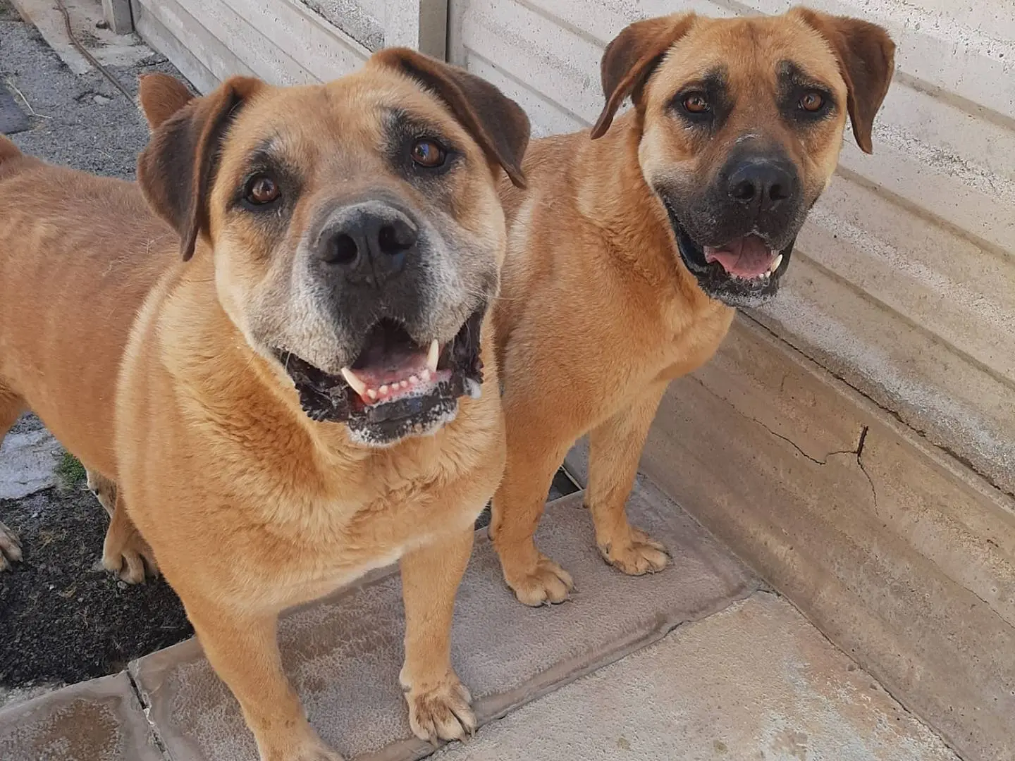 Adozione cane, maschio, Bullmastiff Razza sconosciuta, 9 anni e 8 mesi, taglia gigante, Barletta