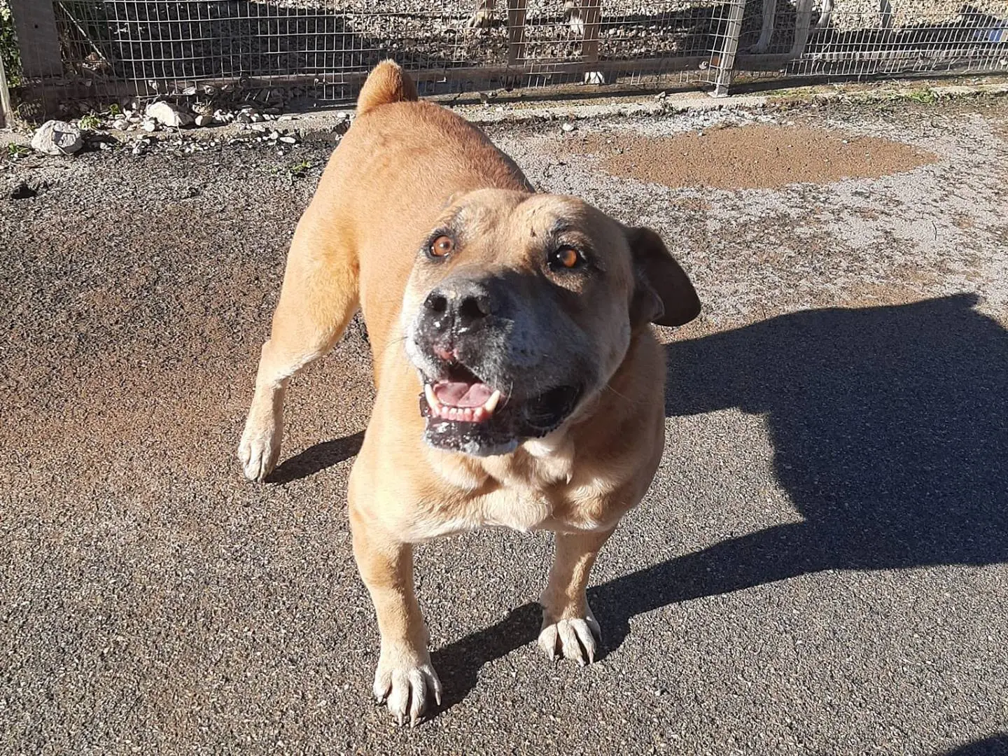 Adotta un cane, maschio, 9 anni e 8 mesi, Barletta