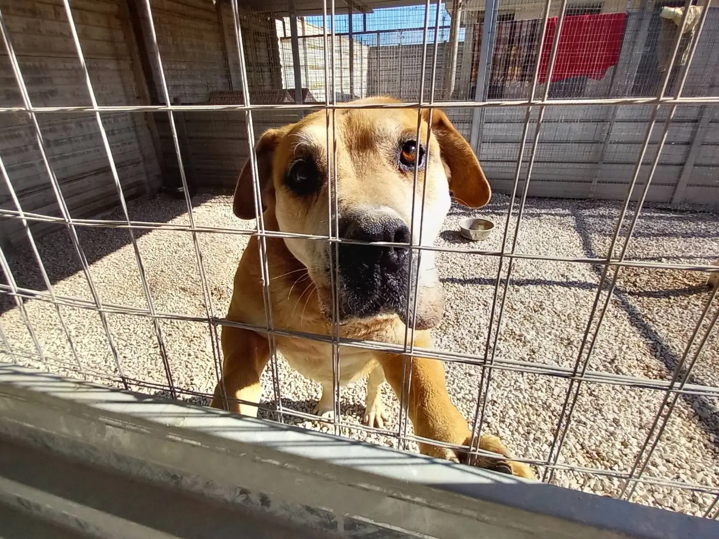 Adotta un cane, taglia gigante, maschio, Barletta