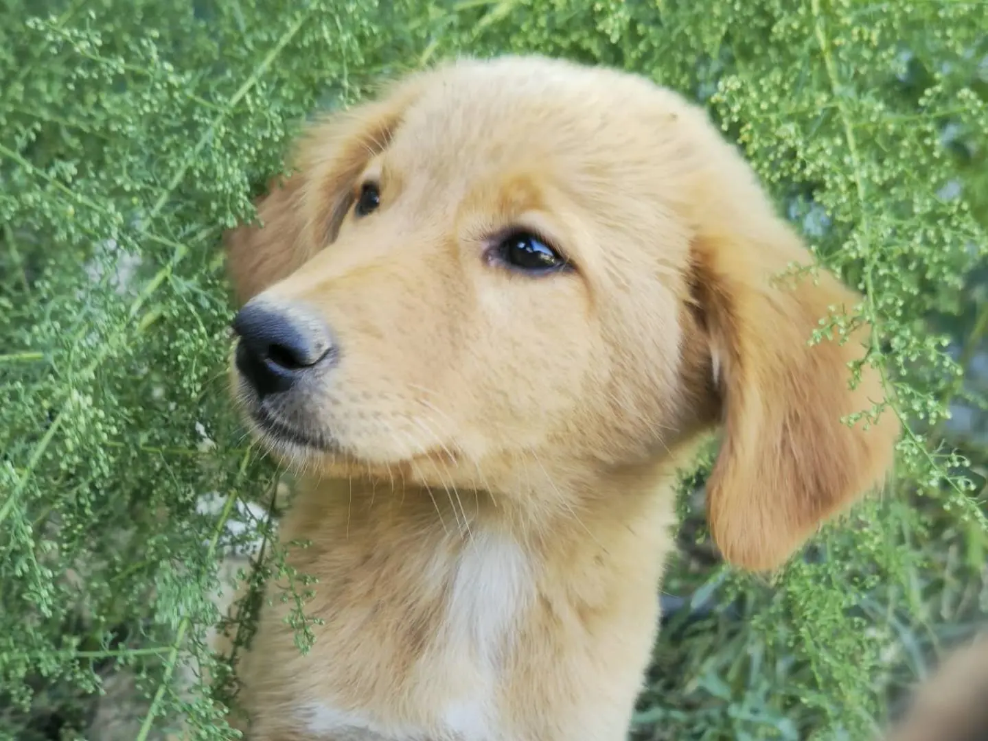 Adotta un cane, femmina, 4 mesi, Udine