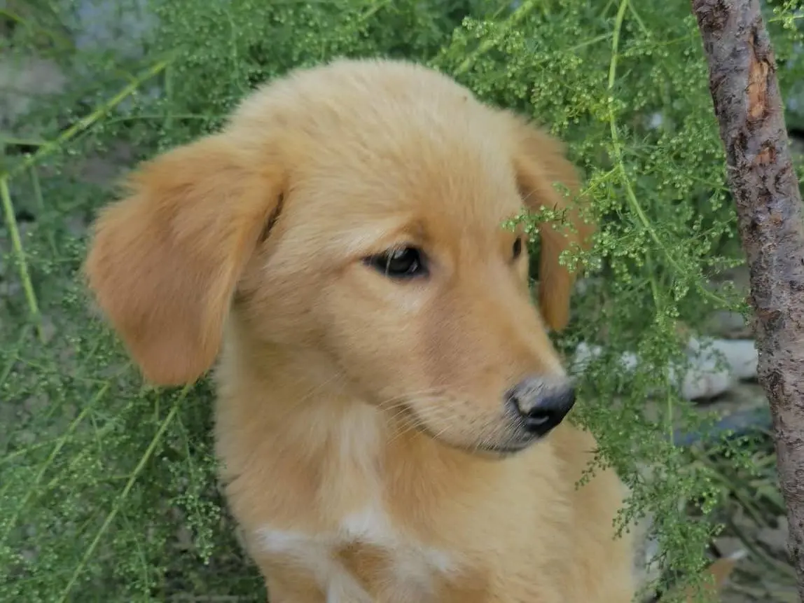 Adozione cane, femmina, Razza sconosciuta Razza sconosciuta, 4 mesi, taglia piccola, Udine