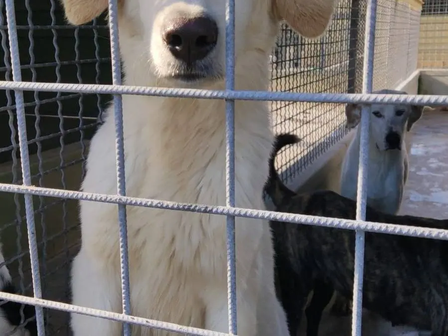 Foto 3 dell'animale