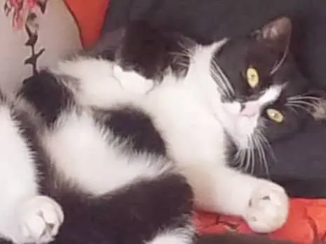 Adozione gatto, maschio, Razza sconosciuta Razza sconosciuta, 1 anno e 4 mesi, taglia non valida, Torino