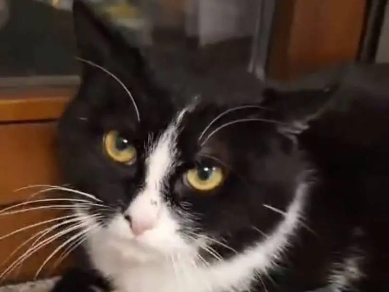 Adotta un gatto, maschio, 1 anno e 4 mesi, Torino