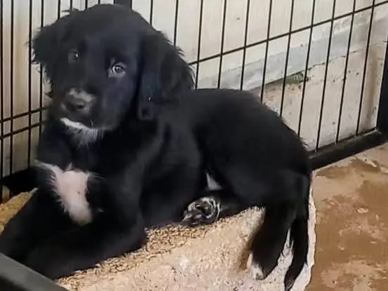 Adotta un cane, maschio, 3 mesi, Milano