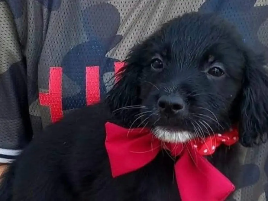 Adozione cane, maschio, Razza sconosciuta Razza sconosciuta, 3 mesi, taglia media, Milano