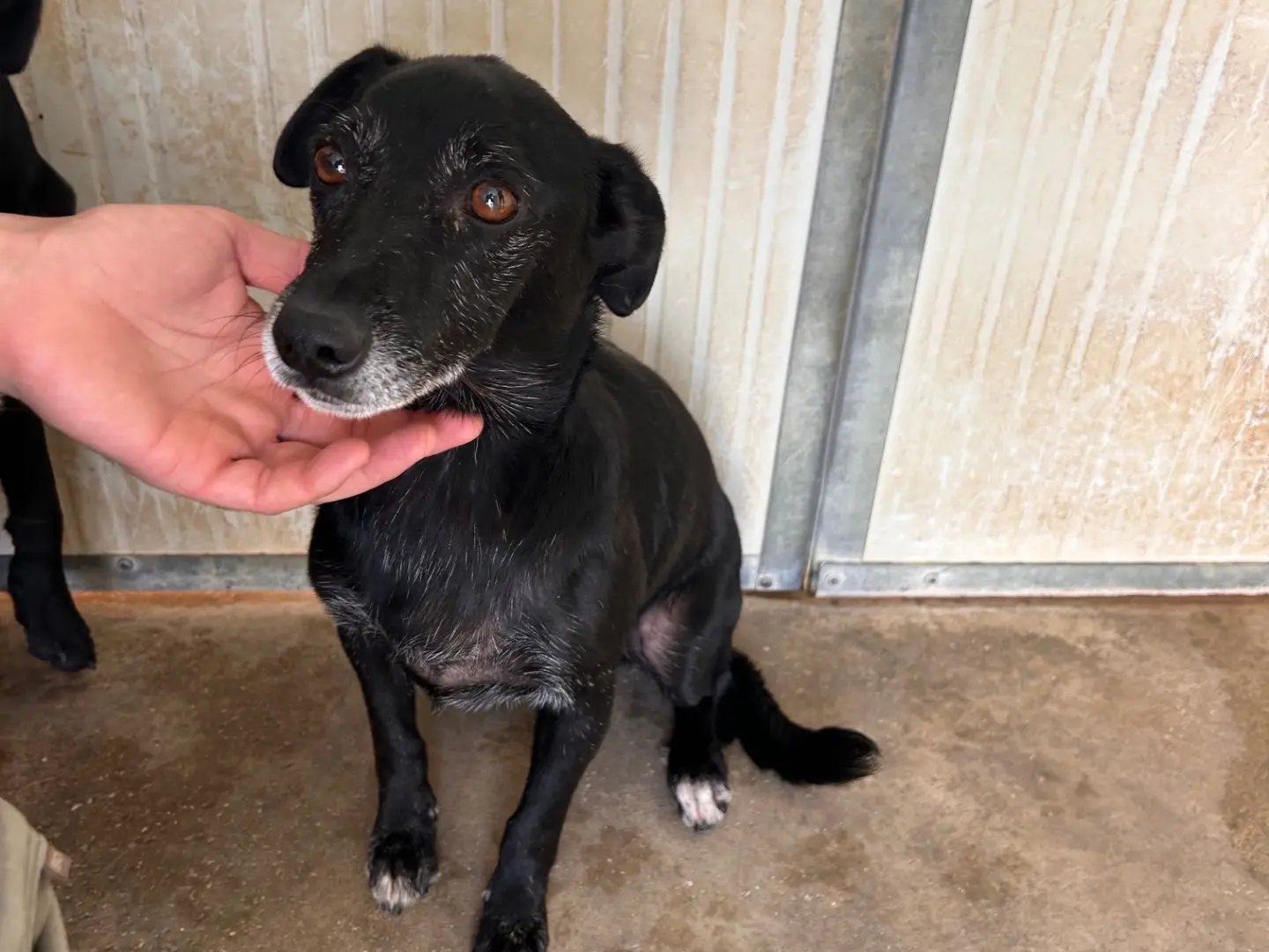 Adozione cane, maschio, Razza sconosciuta Razza sconosciuta, 12 anni e 8 mesi, taglia media contenuta, Latina