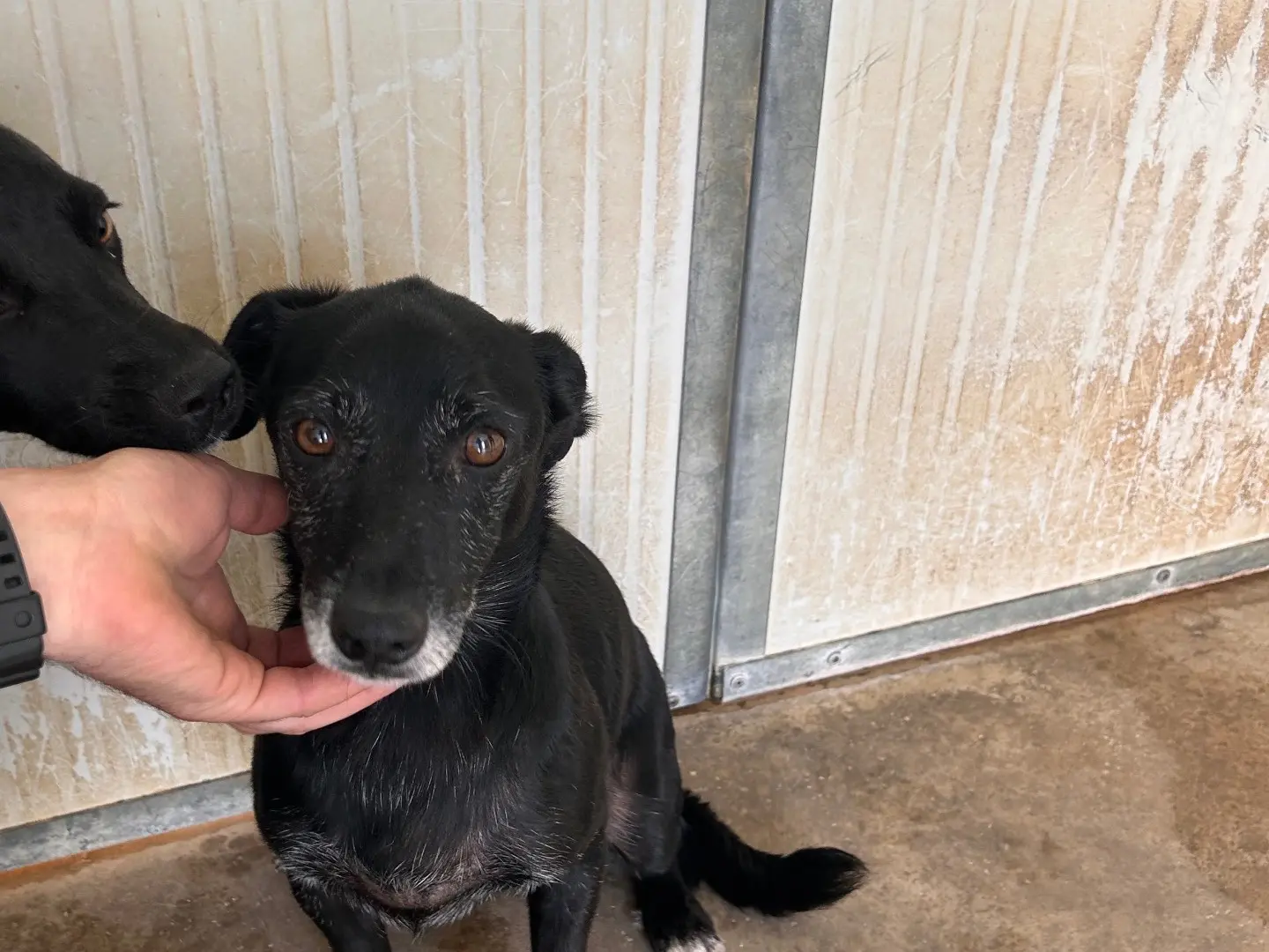 Adotta un cane, maschio, 12 anni e 8 mesi, Latina