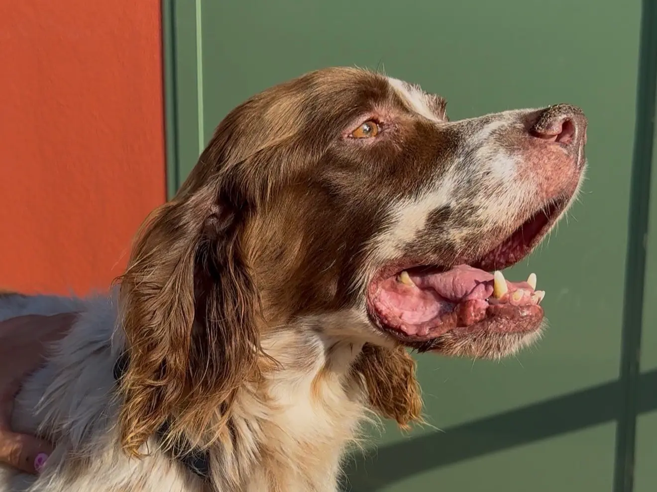Adotta un cane, taglia media, maschio, Milano