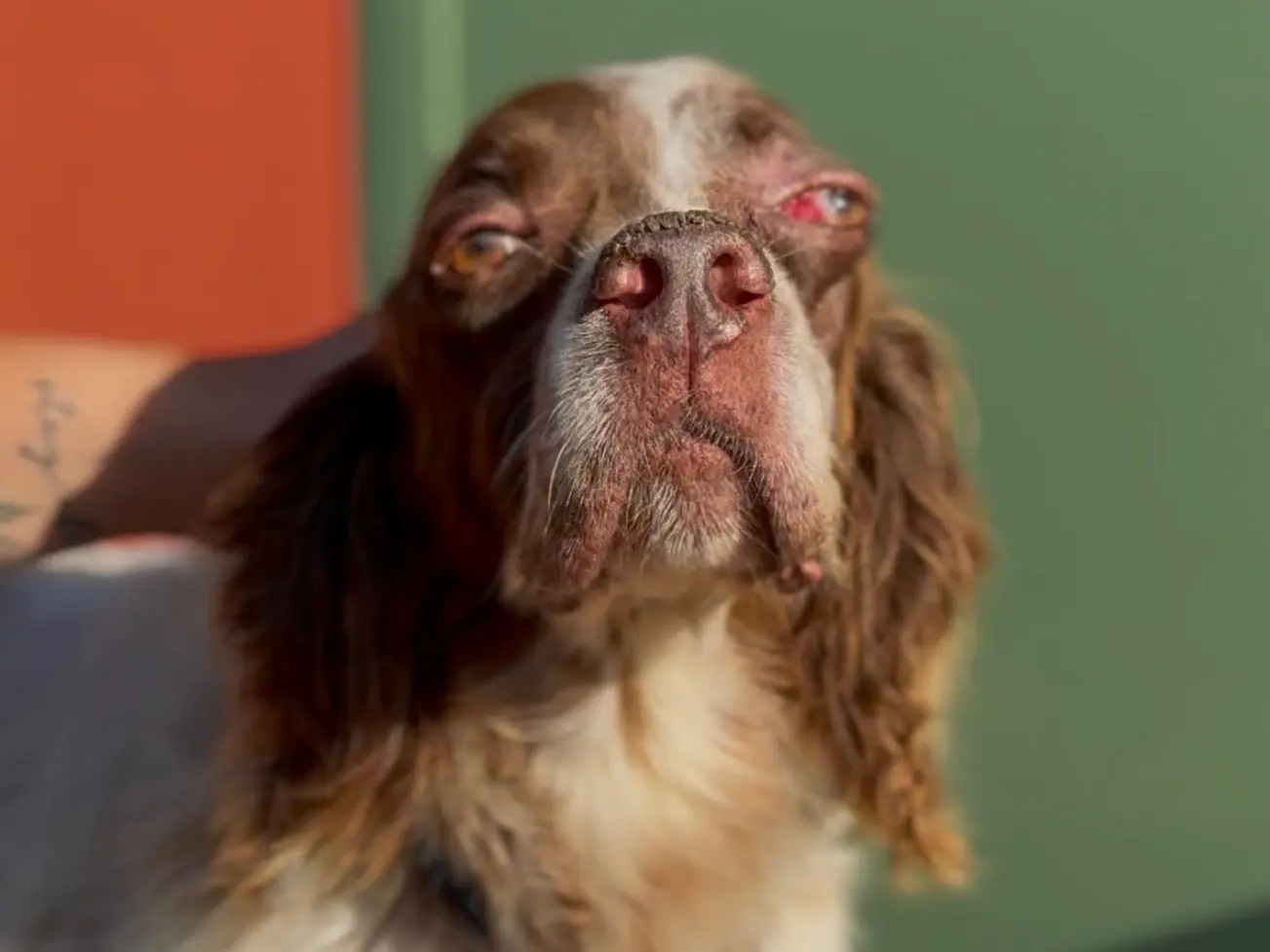 Adozione cane, maschio, Razza sconosciuta Razza sconosciuta, 8 anni e 5 mesi, taglia media, Milano