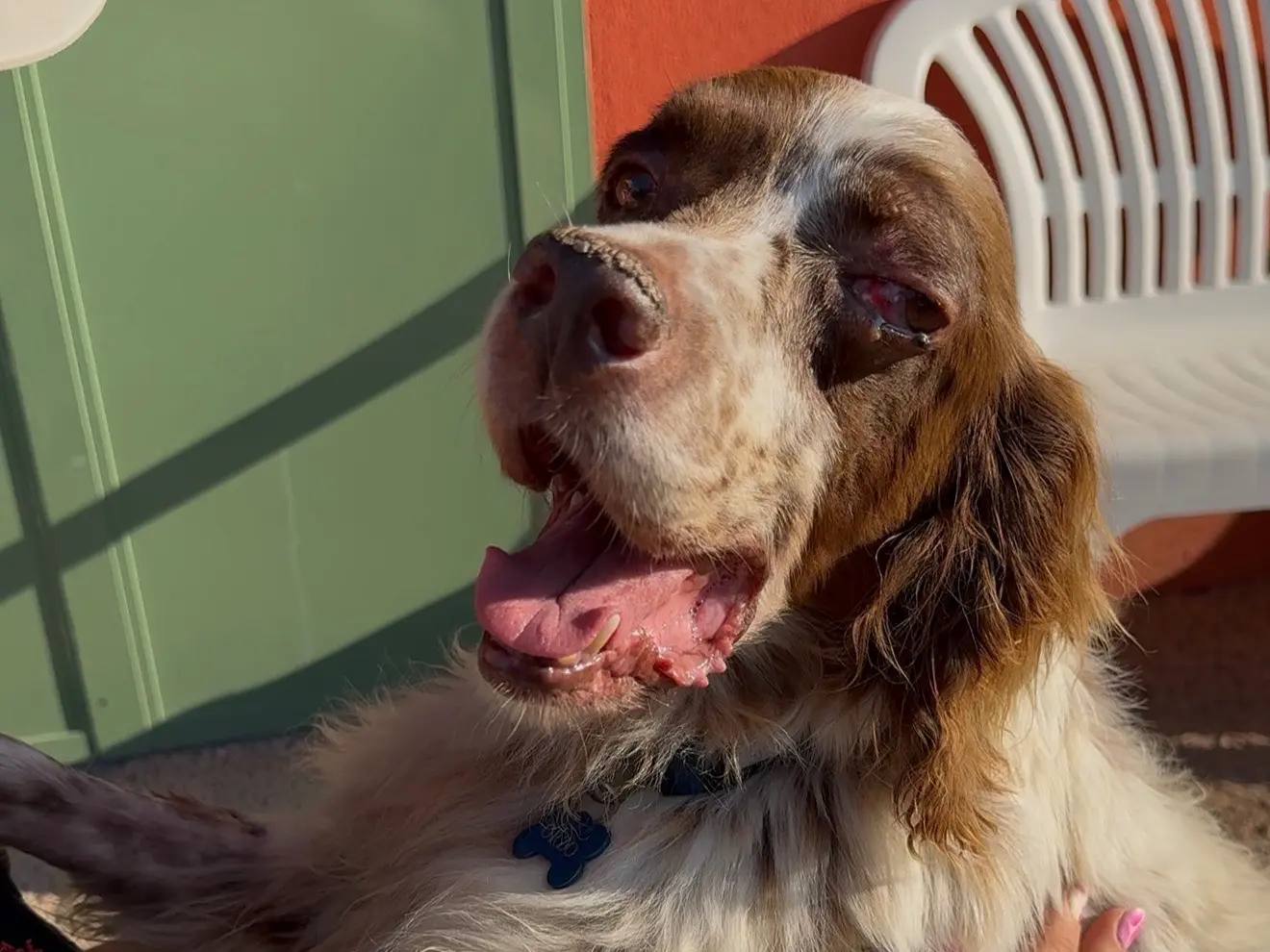 Adotta un cane, maschio, 8 anni e 5 mesi, Milano