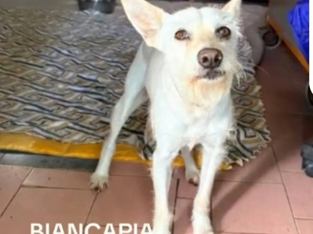 Adotta un cane, femmina, 3 anni e 4 mesi, Napoli