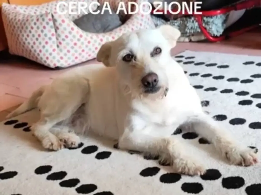Adozione cane, femmina, Razza sconosciuta Razza sconosciuta, 3 anni e 4 mesi, taglia piccola, Napoli